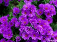 65319CrLe - Asters in our back garden.jpg